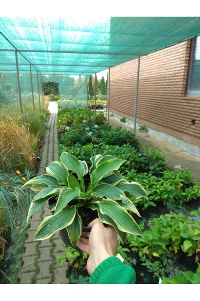 Хоста форчуна Ауреомаргината - 3л/вис.15-20см/Ø25-30см